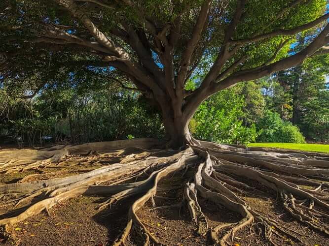 How Deep Do Tree Roots Grow? Go Tree Quotes