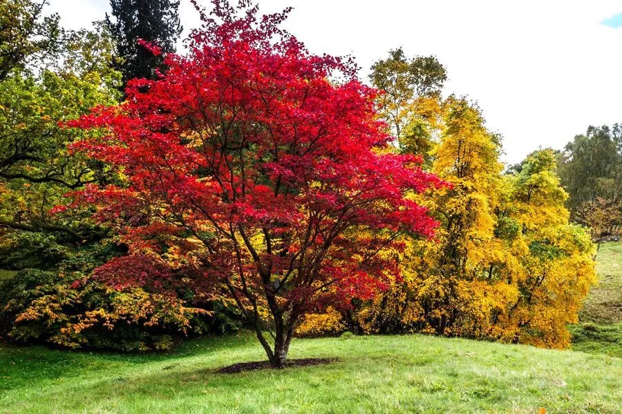 MultiStem Trees List of Most Popular Species