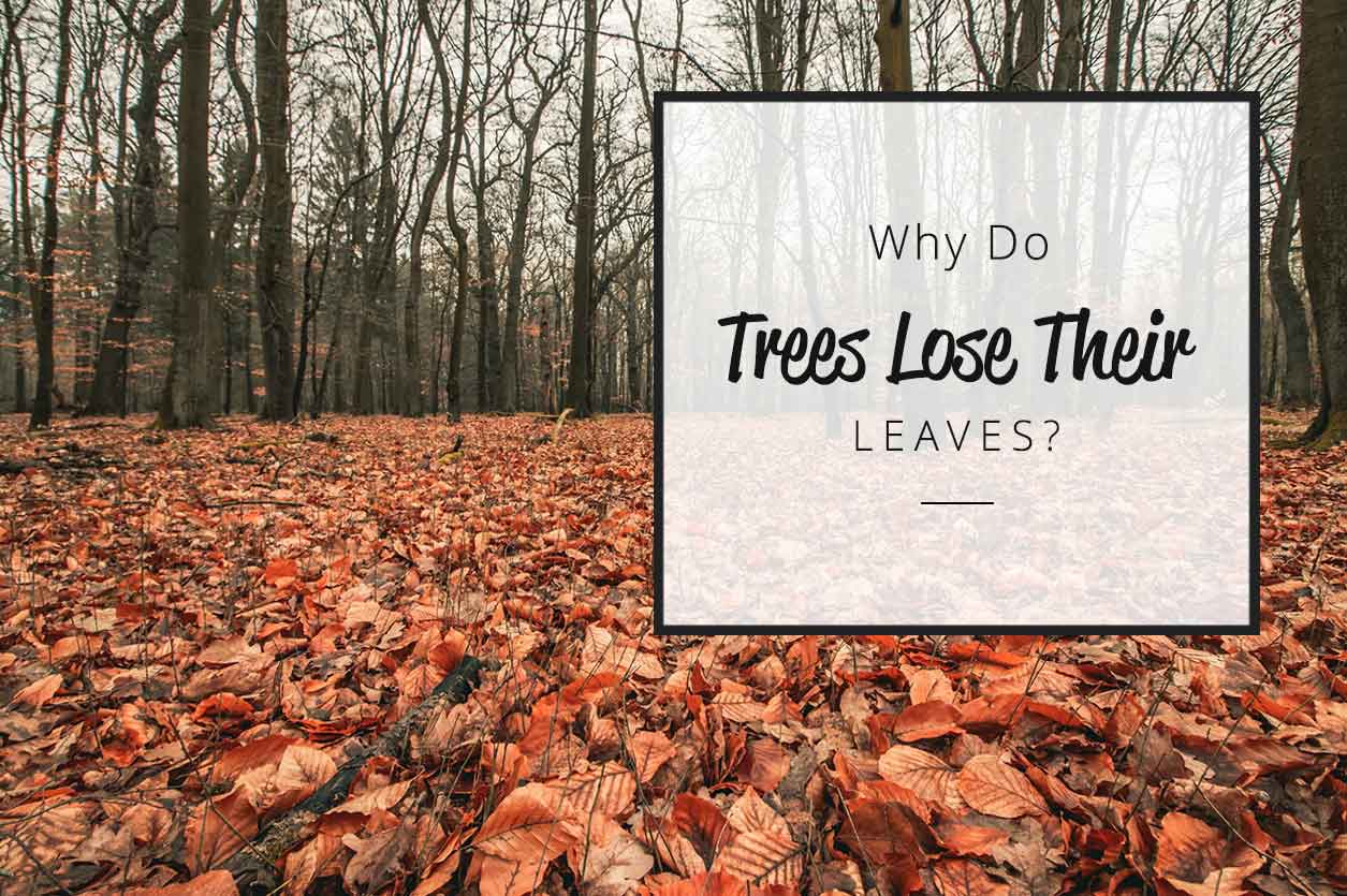 Why Do Trees Lose Their Leaves?