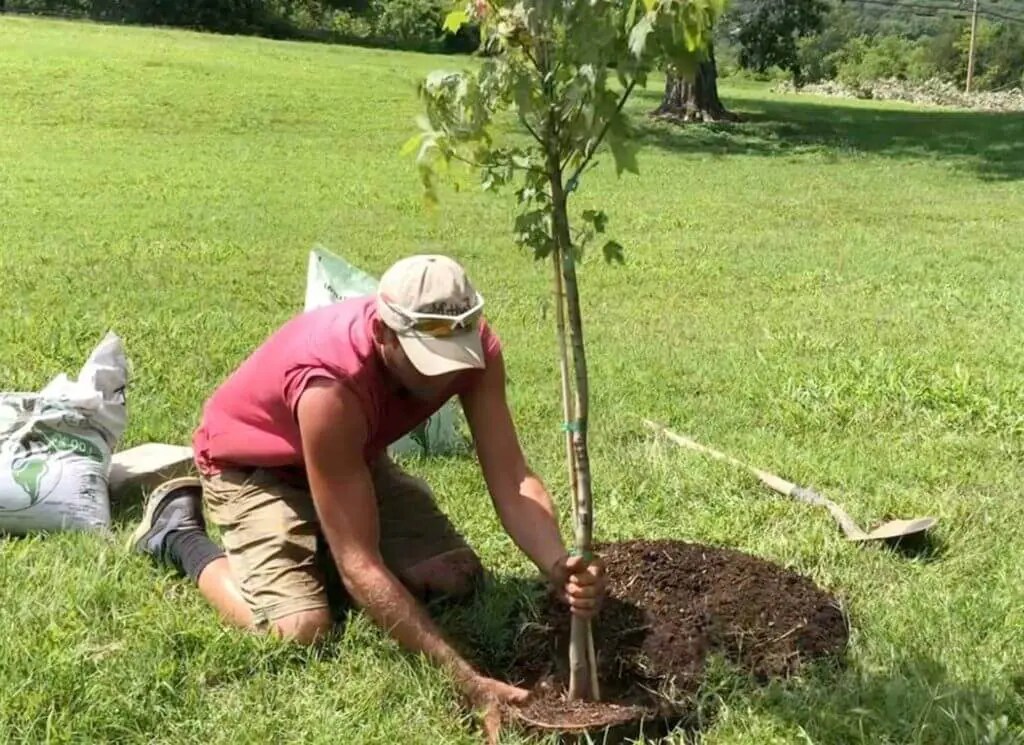How to Plant a Tree the Right Way A StepbyStep Guide