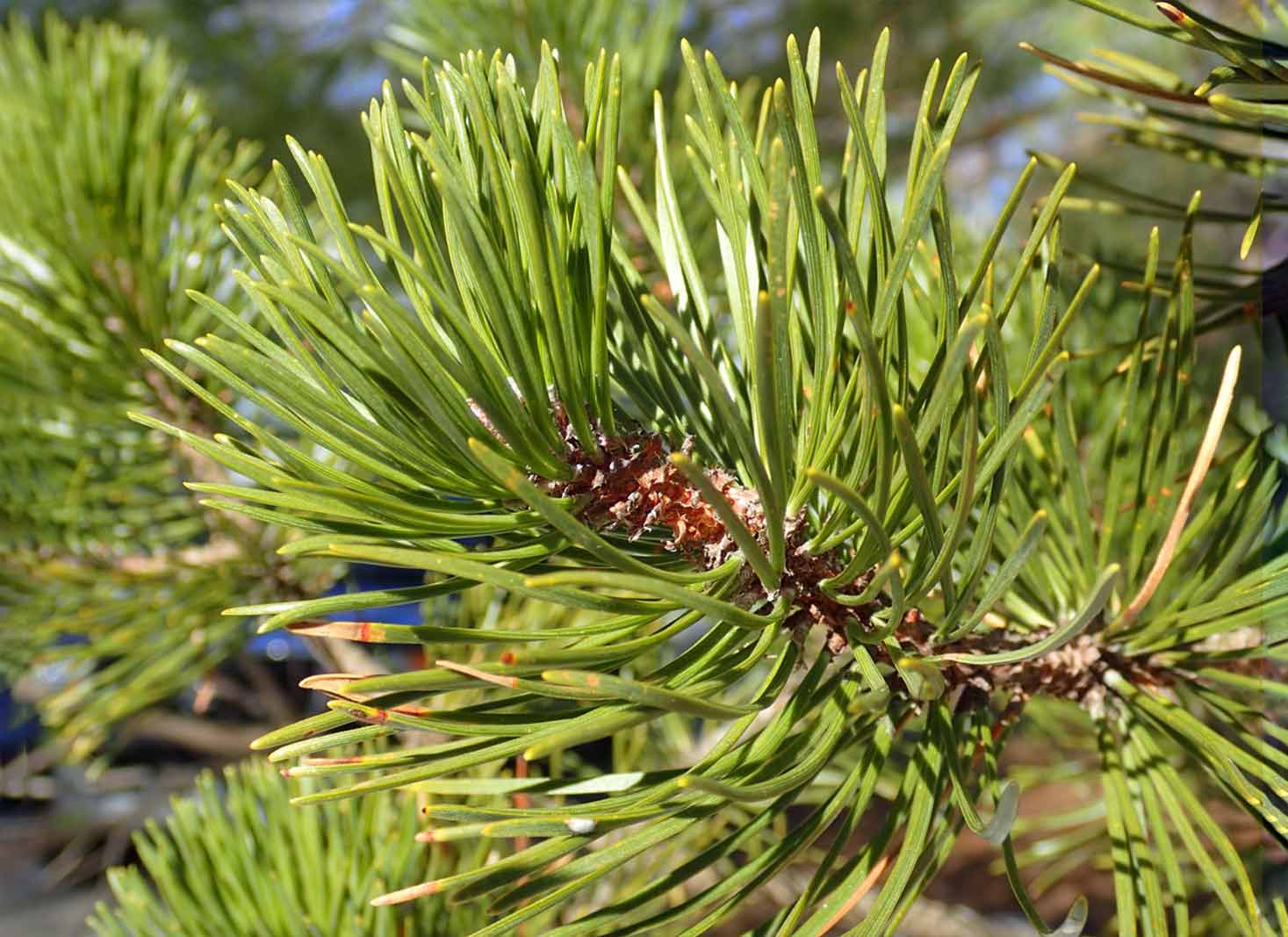 Types of Pine Trees 2024 Identification Guide (New)