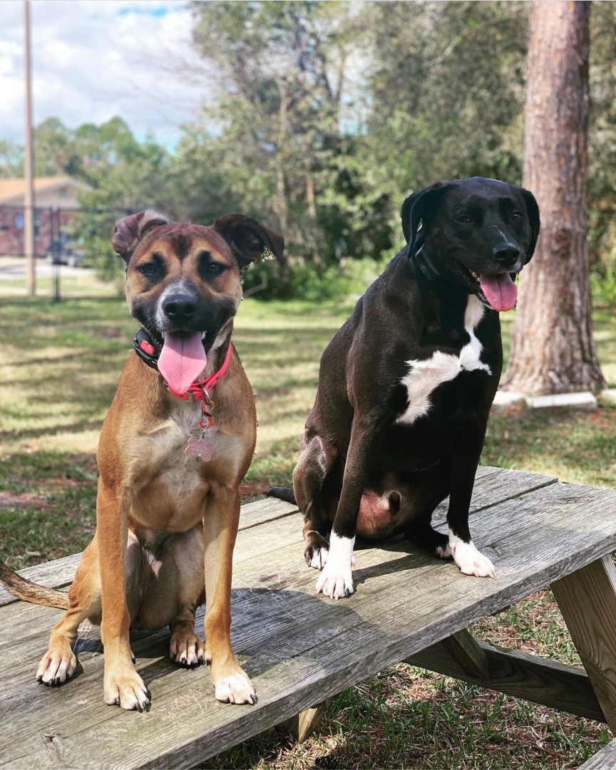 Puppy Training in Seattle Area