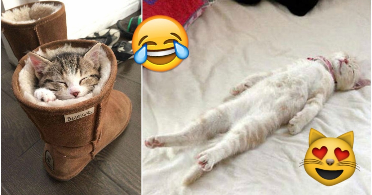These HILARIOUS Pictures Are Proof that CATS Can Sleep ANYWHERE