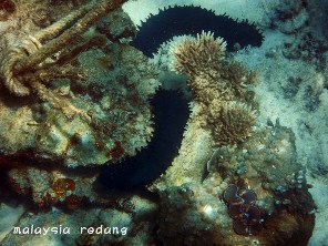 Corals around Redang Reef Resort