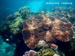 Snorkeling in Redang Marine Park
