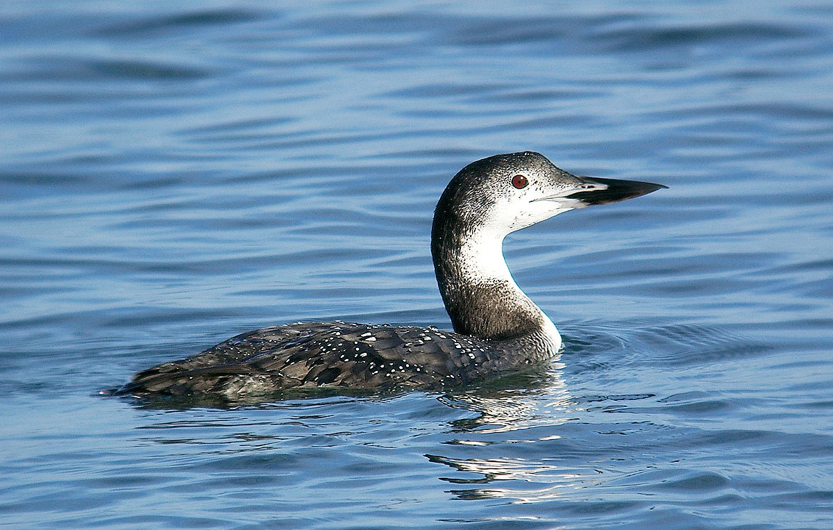Crazy like a Loon Go Wild Institute