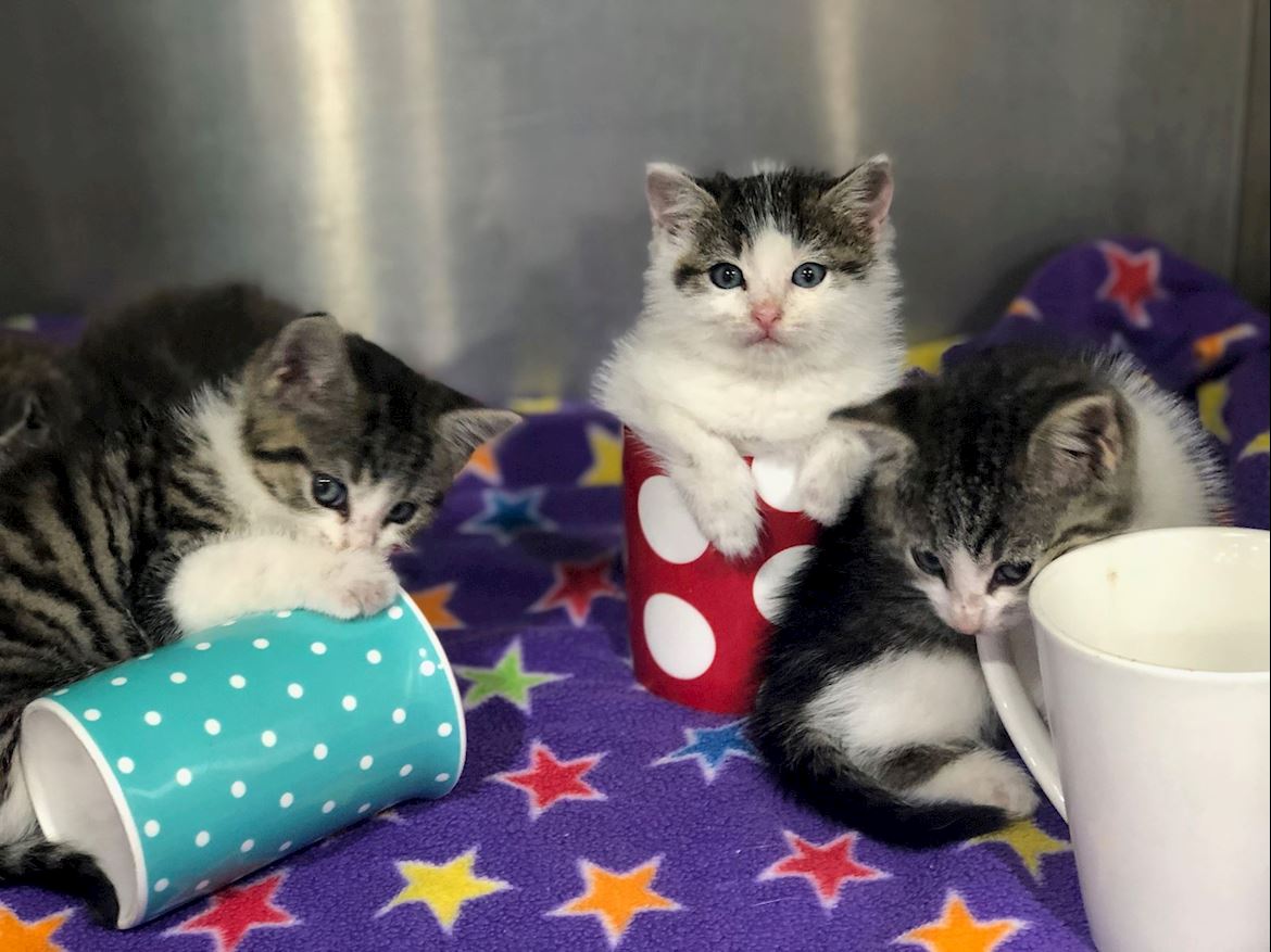 Cat CareGowrie Veterinary Clinic