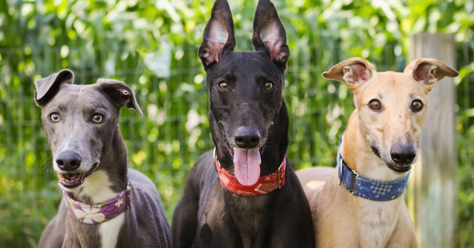 HomeGreyhound Pets of America Massachusetts