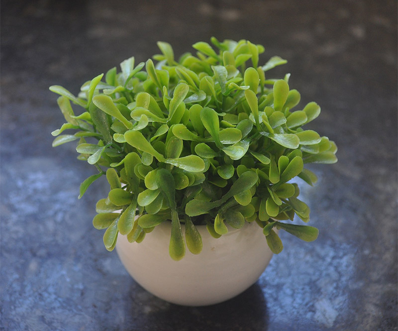 News Why Do People Use Fake Plants