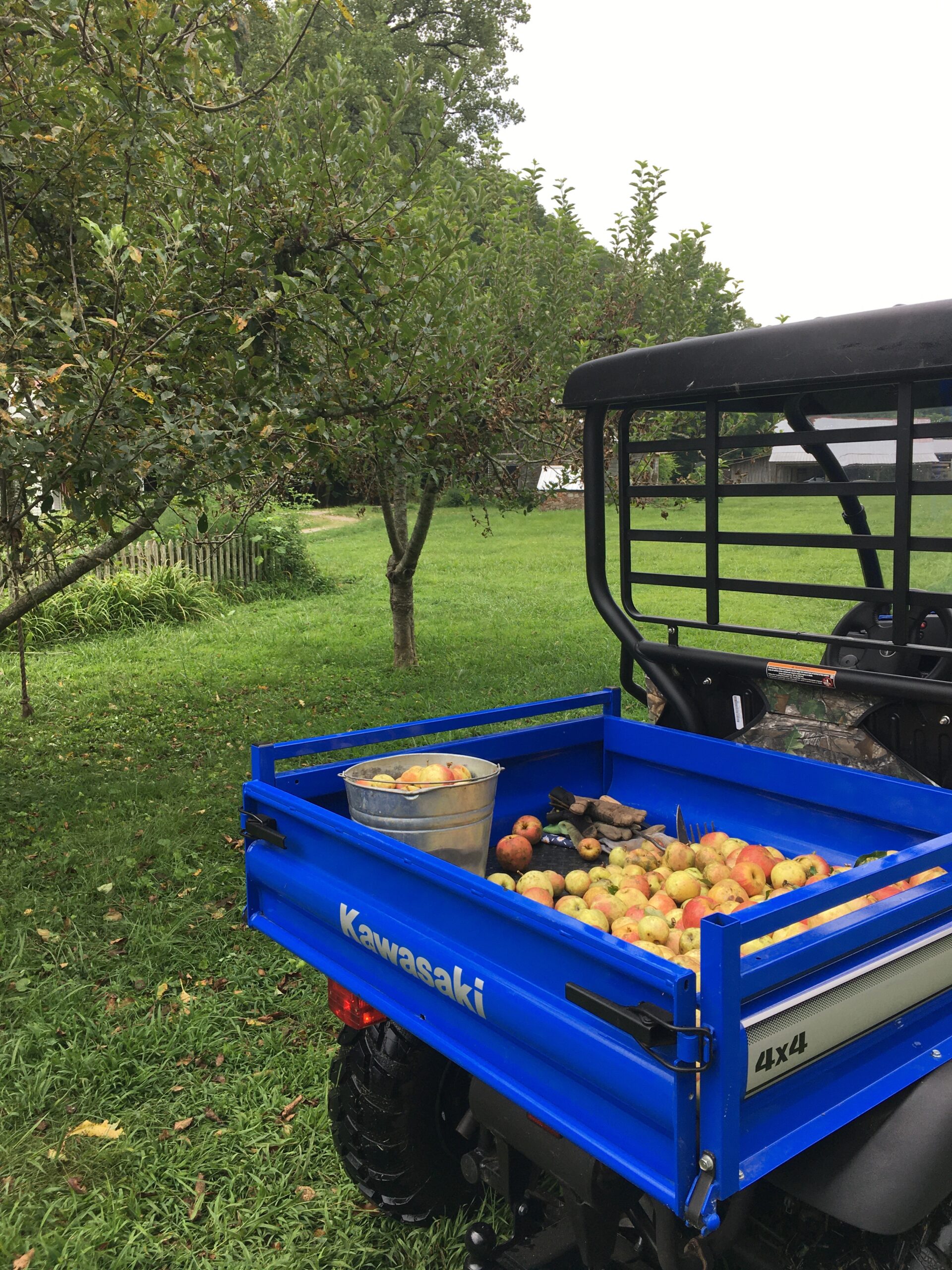 Homegrown IP Apple Cider Gracefully Home
