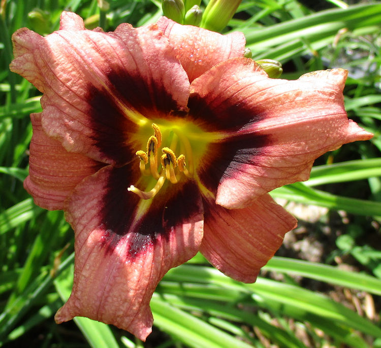 Kathy's Daylily Introductions from Grace Gardens