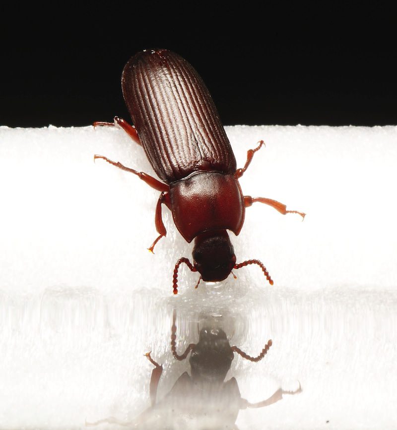 How to Get Rid of Beetles Graduate Pest Solutions