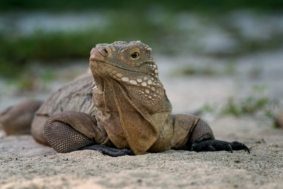 Sister Island Rock Iguanas Fine Art Landscapes