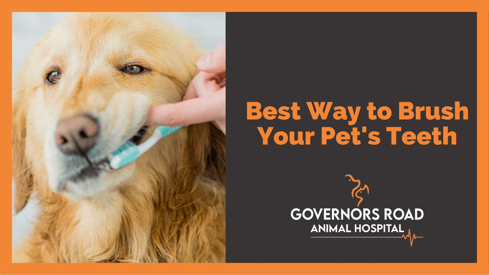 Best Way to Brush Your Pet's Teeth Governors Road Animal Hospital