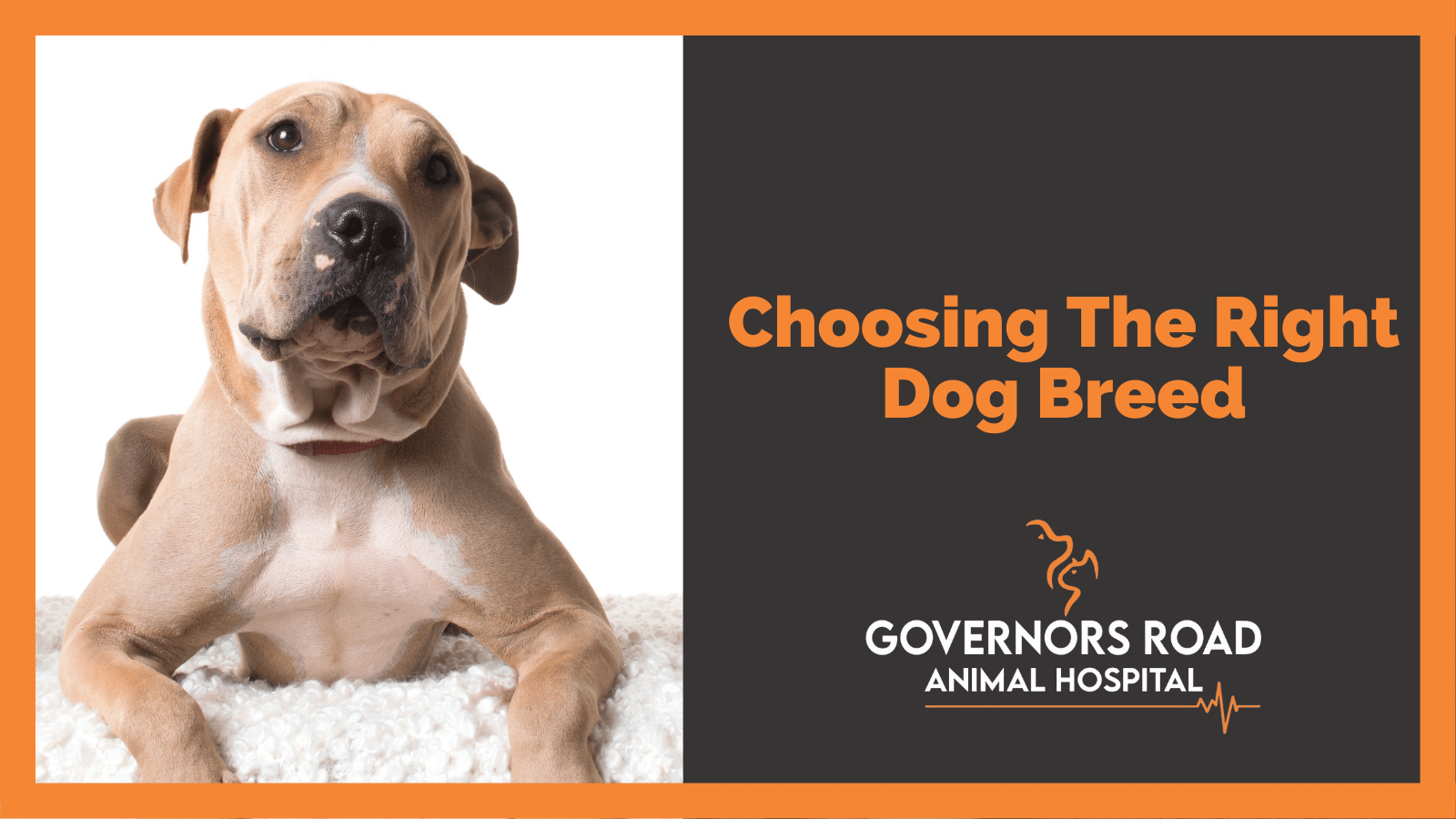 Choosing The Right Dog Breed Governors Road Animal Hospital