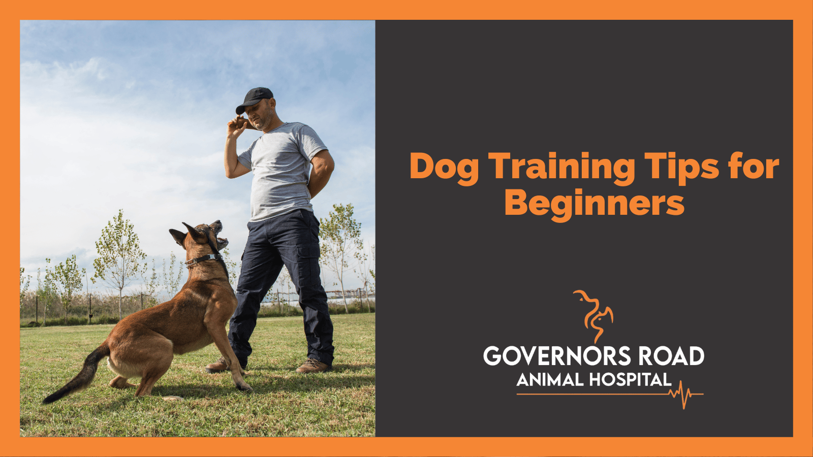 Dog Training Tips for Beginners Governors Road Animal Hospital
