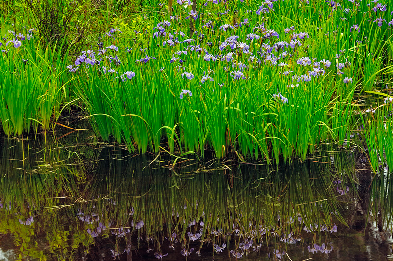 New York State Native Wildflower Photography