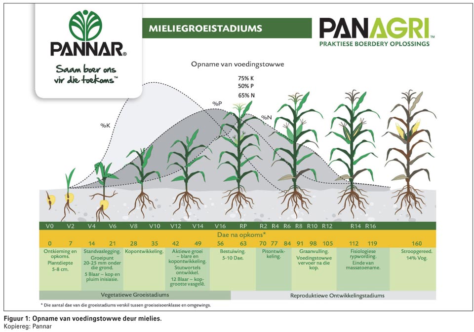 Web waar staat npk voor? You’ve certainly noticed these letters on the front of a box or bag of fertilizer while in a garden center or nursery, right? Bemesting Wanneer is hoeveel nodig?