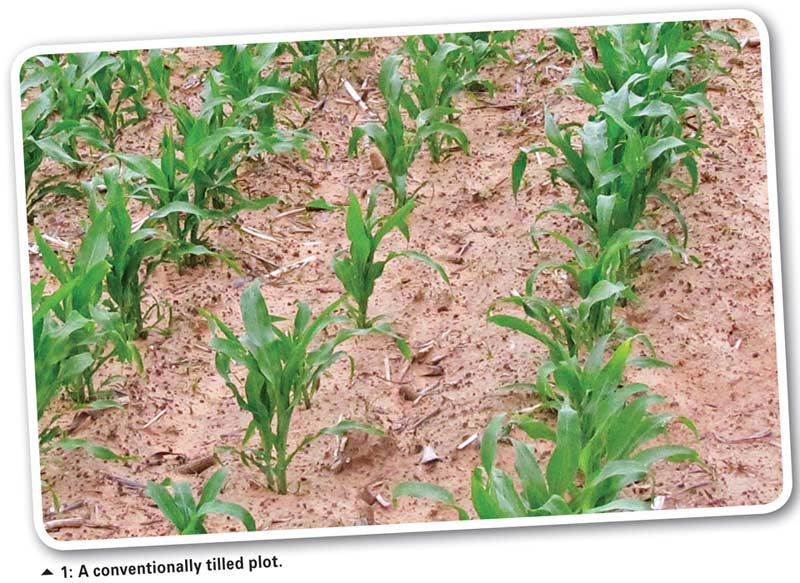 Do row spacing and plant density influence maize productivity under