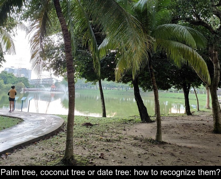 Palm tree, coconut tree or date tree how to recognize them?