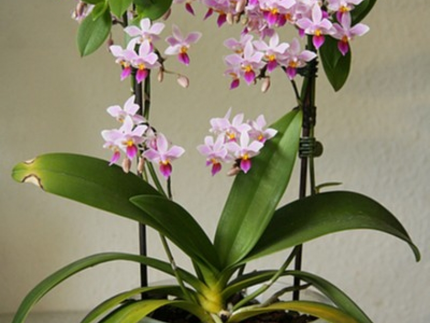 Entretenir Une Orchidee Miniature Guide Pratique