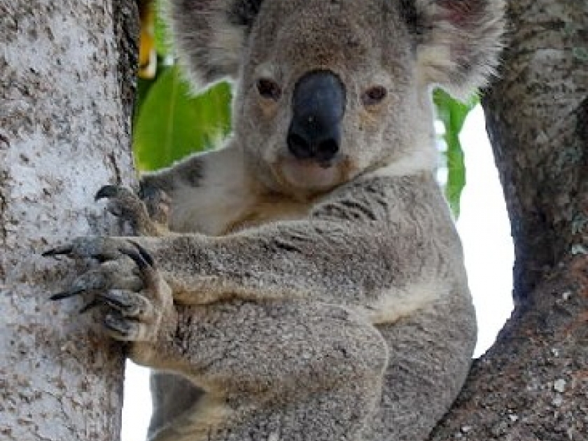 Le koala un animal menacé d'extinction