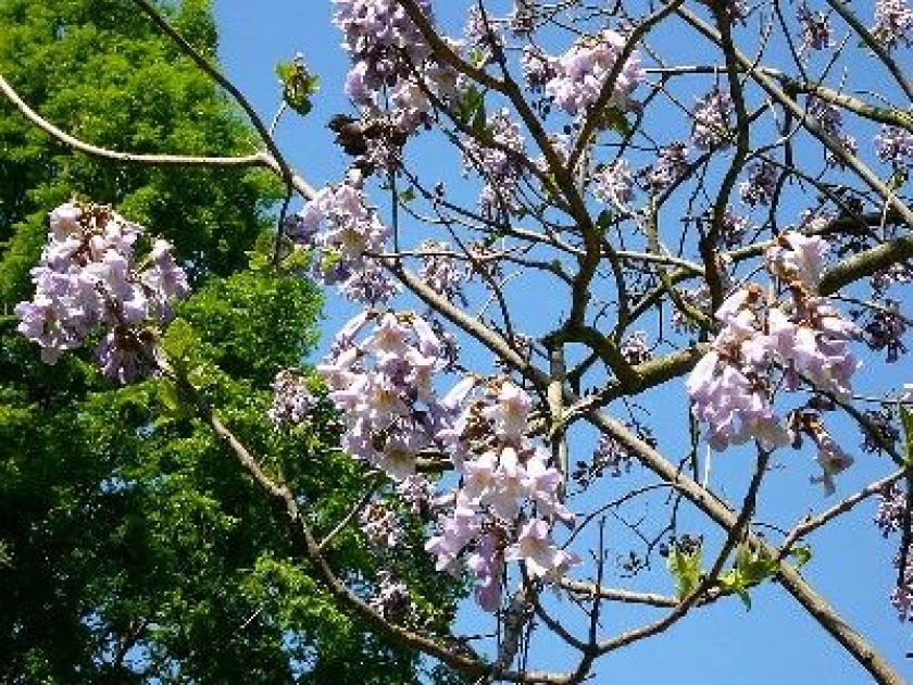 Le paulownia présentation et culture