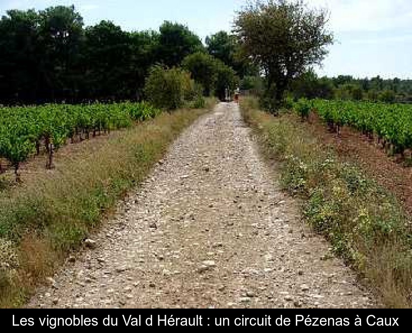 Les vignobles du Val d'Hérault un circuit de Pézenas à Caux