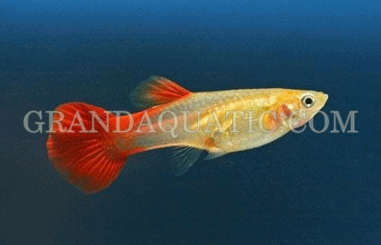 Female Golden-Red Guppy : Freshwater Fish | Aquarium Fish | Tropical Fish