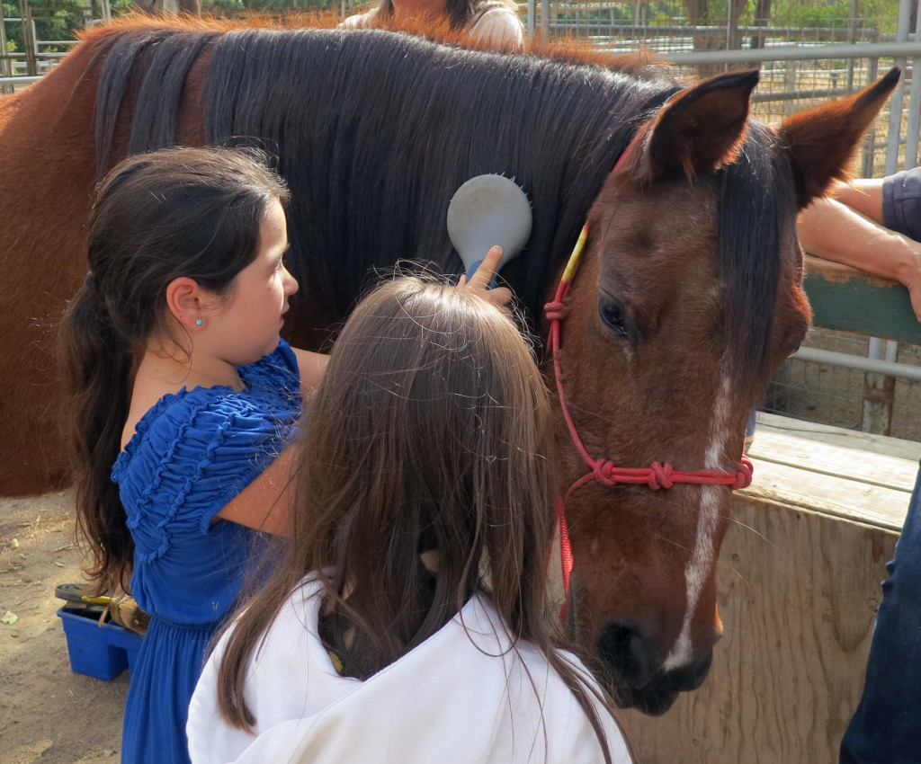 California Coastal Horse Rescue