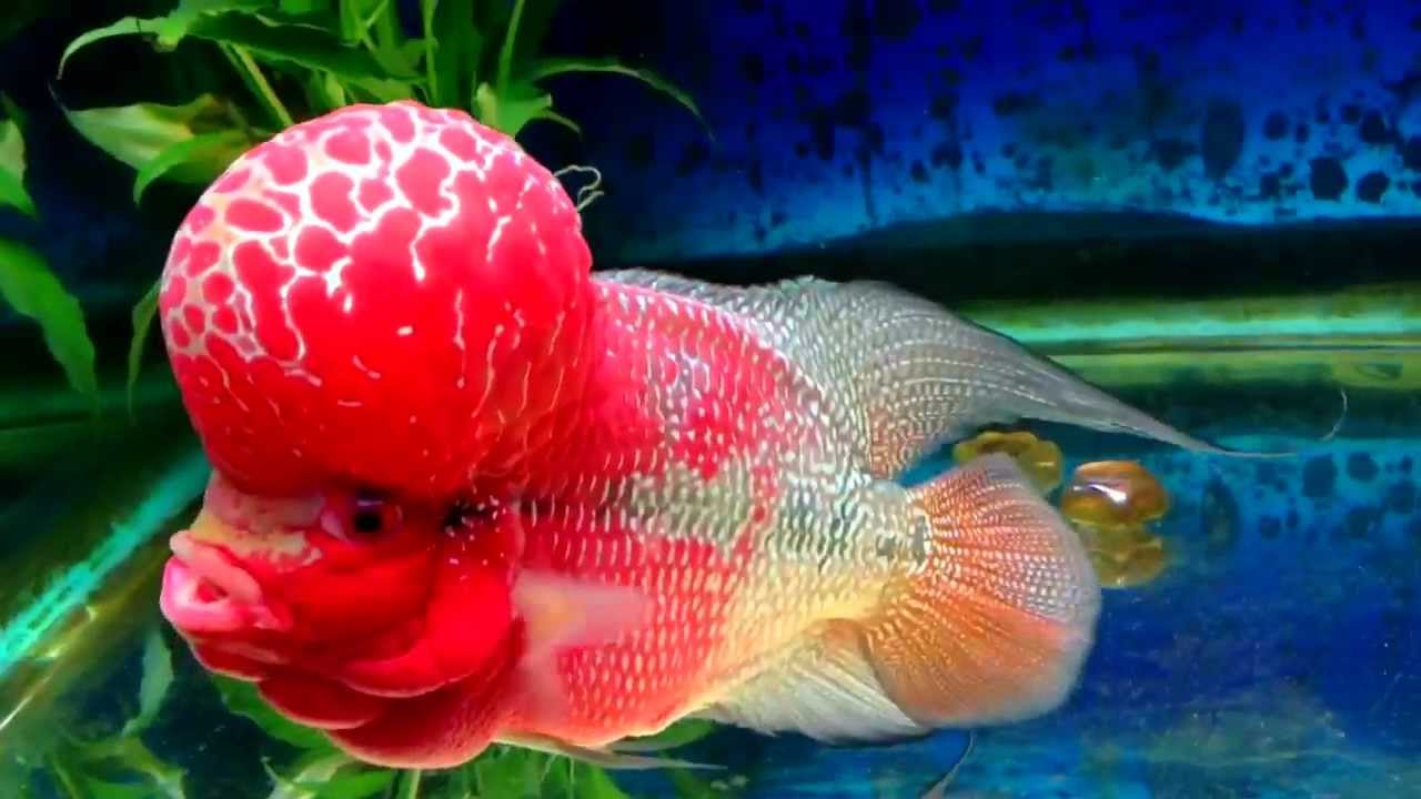 Grand Sumo Flowerhorn Fish Food