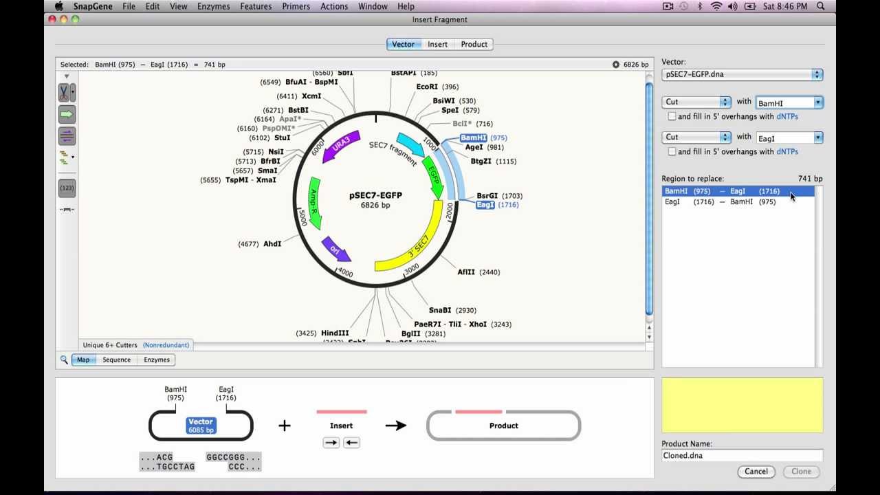 SnapGene Tutorial Snapgene User Guide, Videos, Help