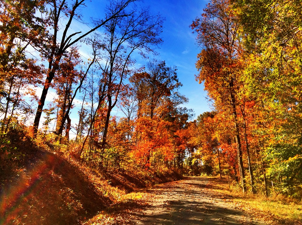 On The Appreciation of Autumn. Grasping for Objectivity