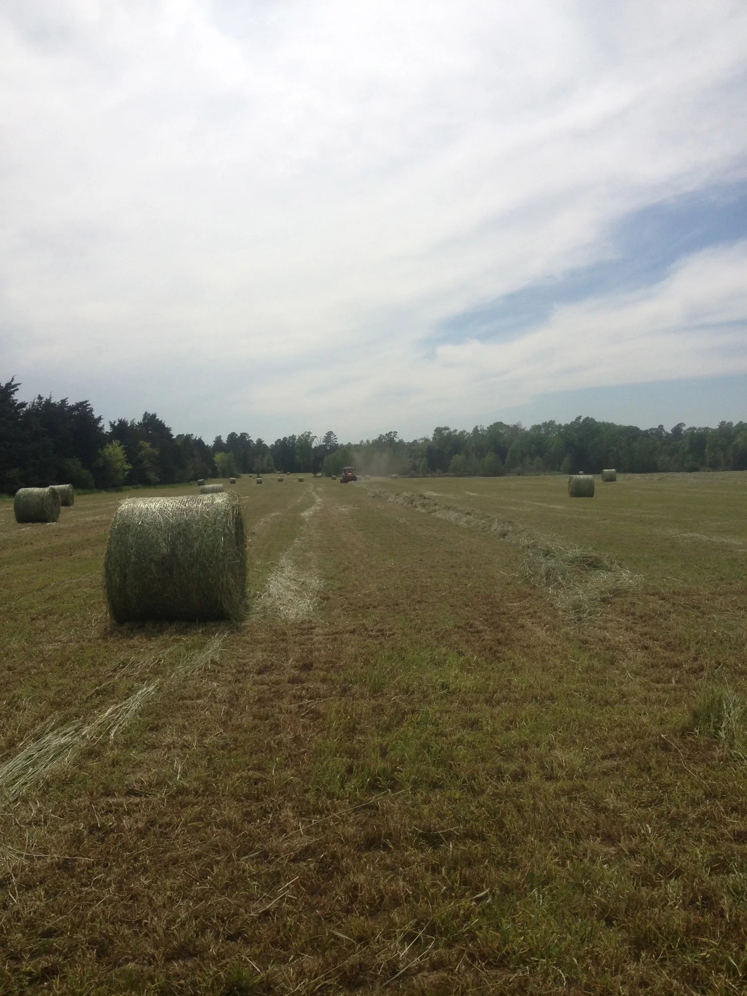 Texas Ryegrass May 2013 Advanced Liquid Nutrition