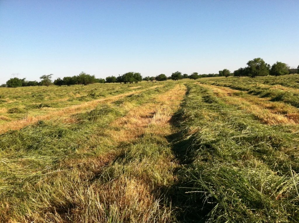NE Texas Ryegrass May 2013 Advanced Liquid Nutrition
