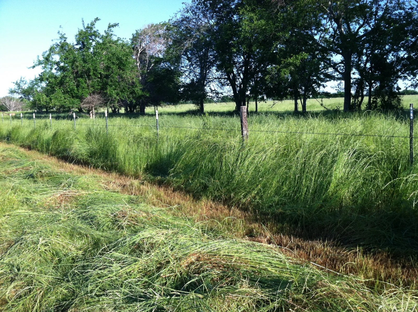 NE Texas Ryegrass May 2013 Advanced Liquid Nutrition