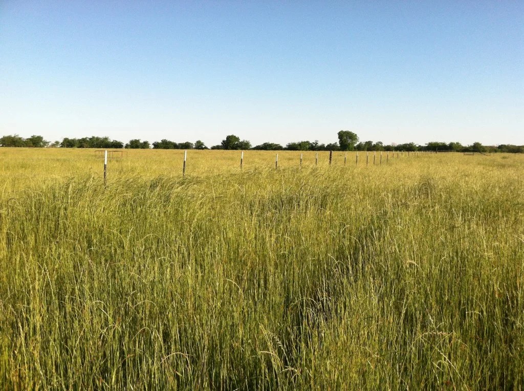 NE Texas Ryegrass May 2013 Advanced Liquid Nutrition