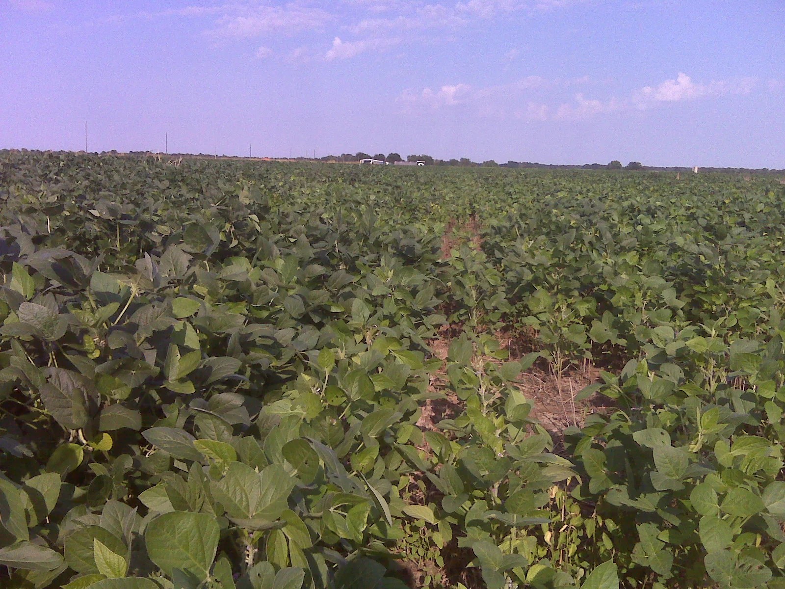 Nucrop on Dry Land Arkansas Soybeans Advanced Liquid Nutrition