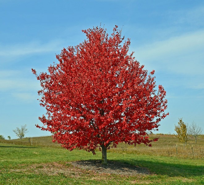 Red Sunset Maple Gardens