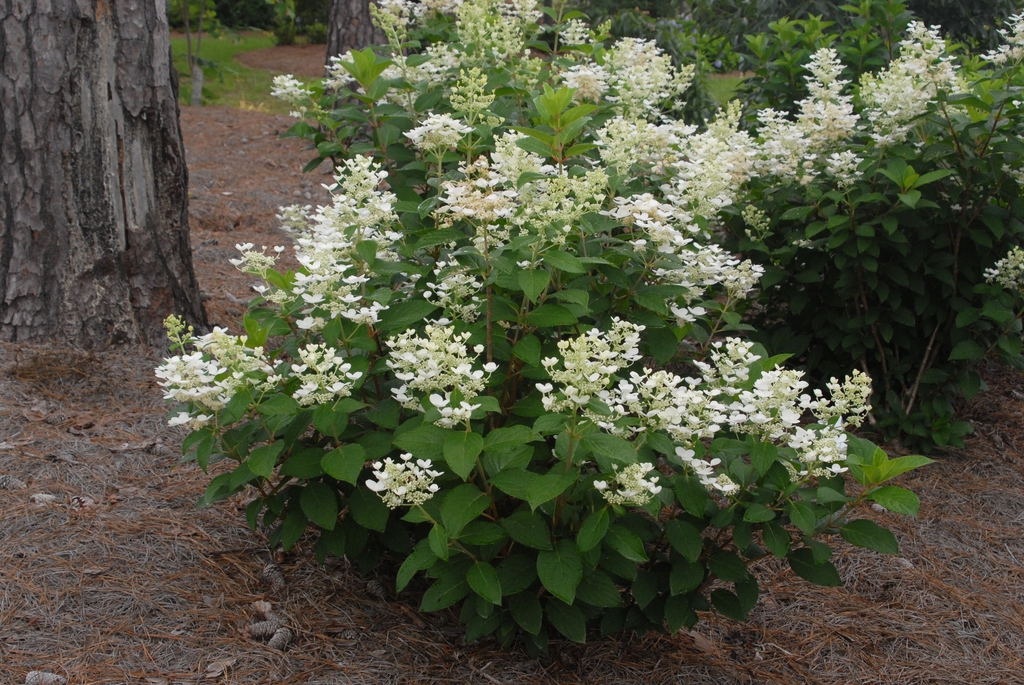 Hydrangea ‘White Diamonds’ Gardens