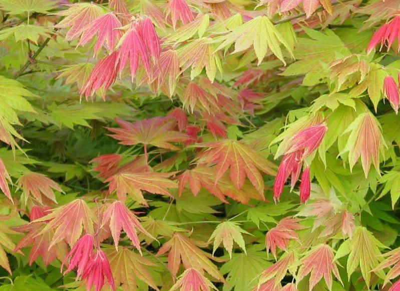 Korean Maple Gardens
