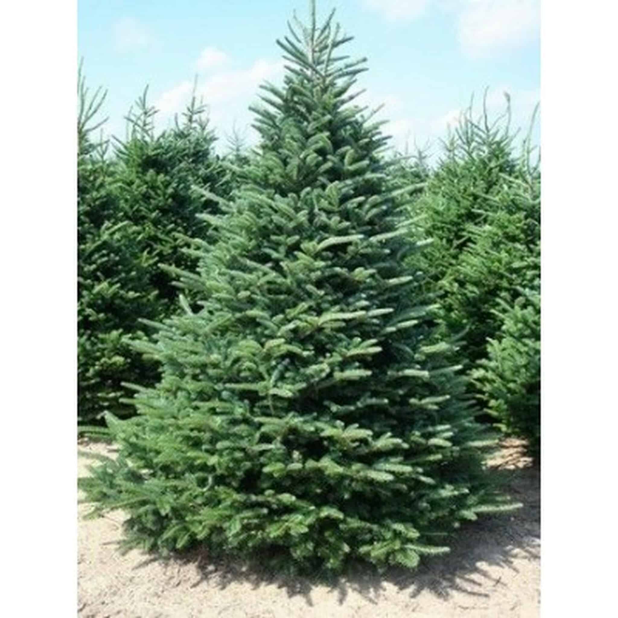 Will Fir Tree Grow Back at Alix Simpson blog