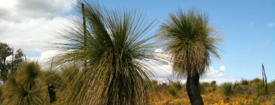 Native Plants Grasstrees Australia