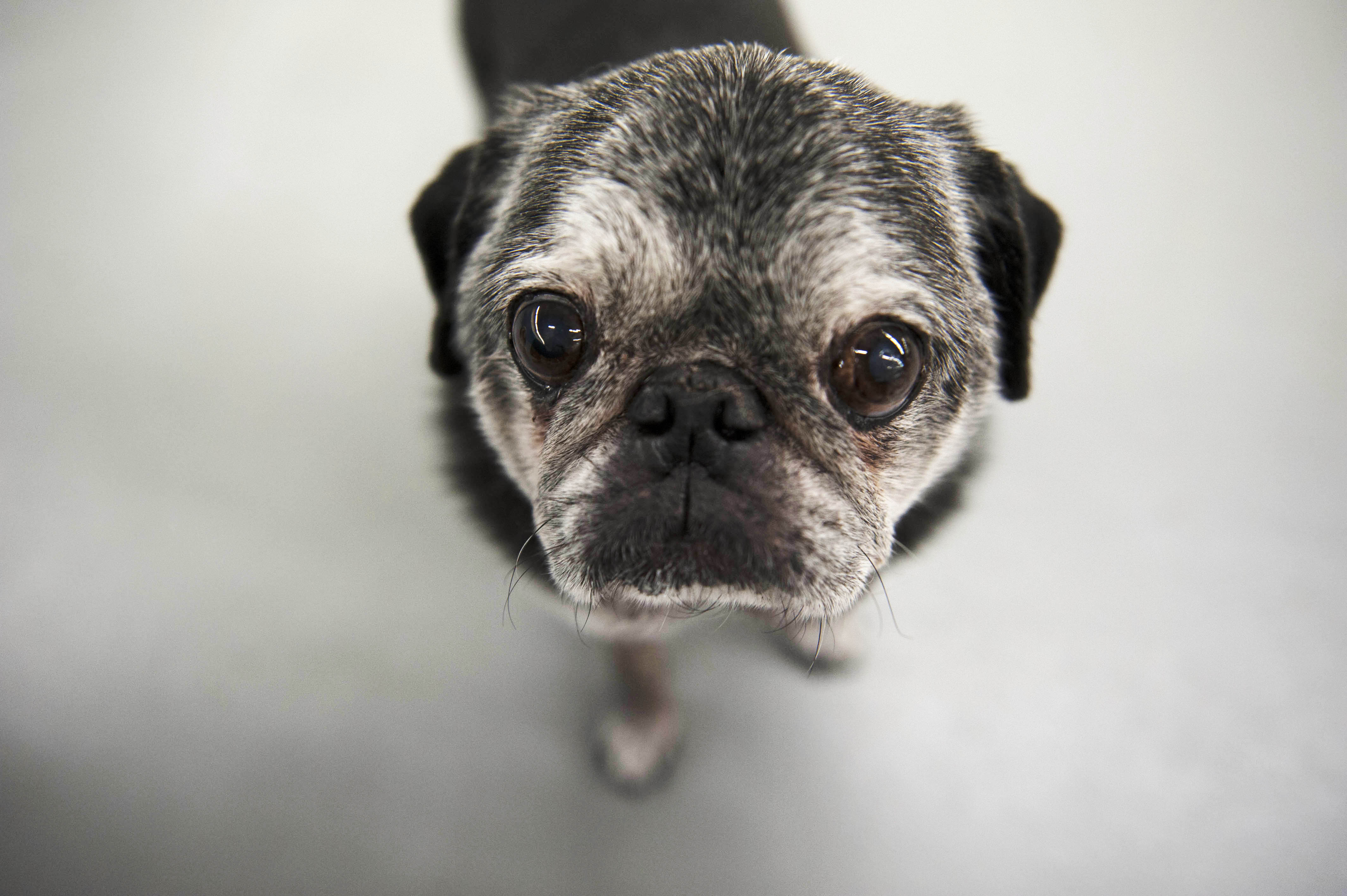 Grateful Dog Sacramento Dog Daycare