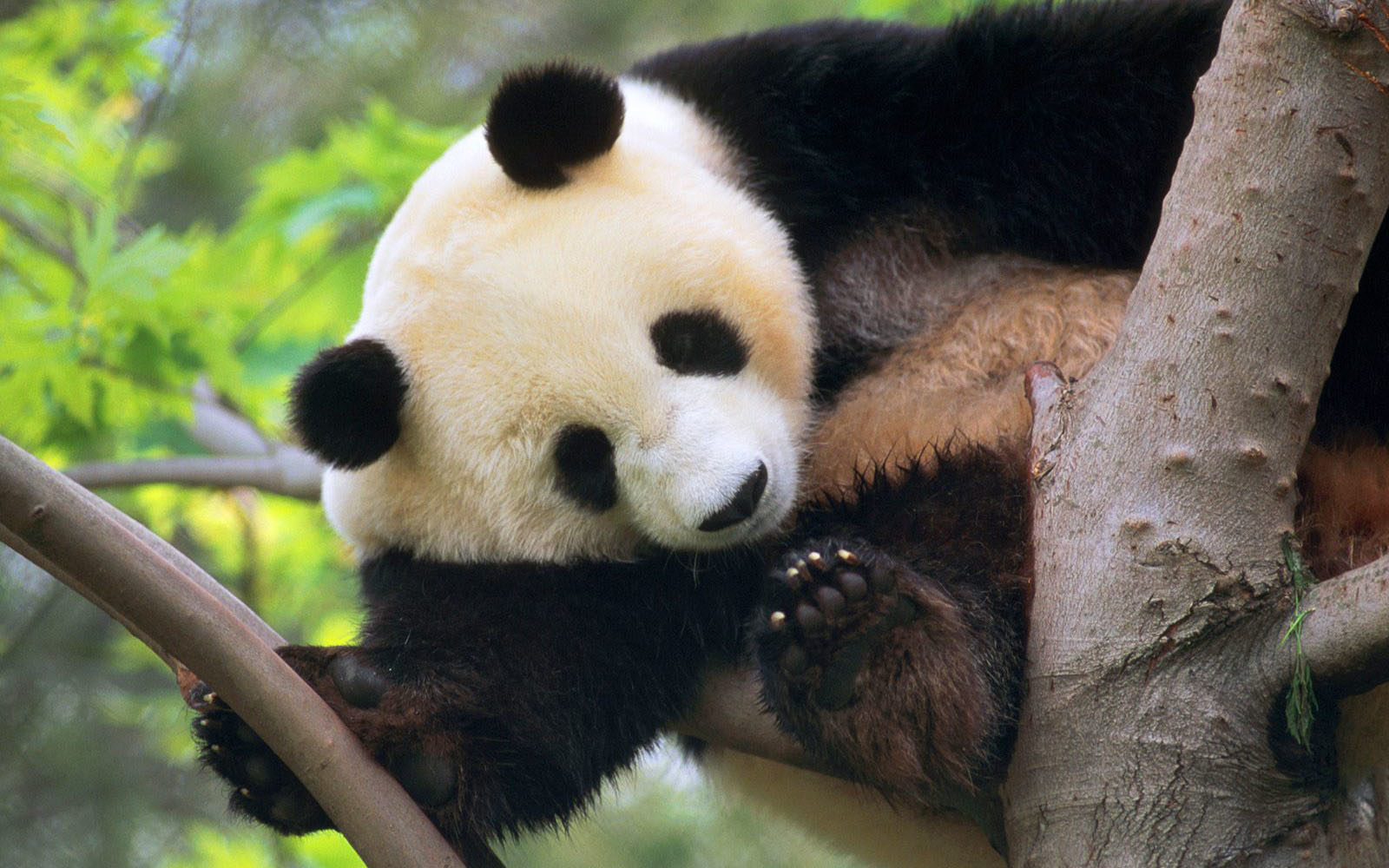 Imágenes de Osos Panda, fotos HD