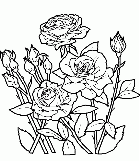 Dibujos de rosas para colorear, pintar e imprimir