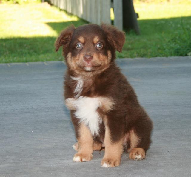 River City Australian Shepherds « Australian Shepherd Tips Australian