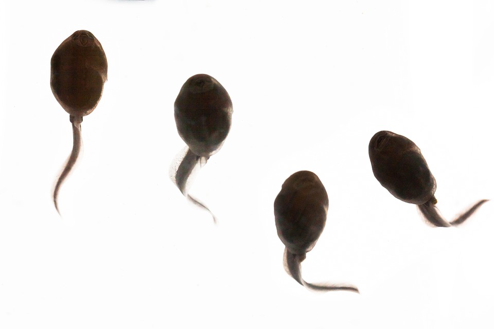 The Impact of Gravity on Life Does Gravity play a role in evolution