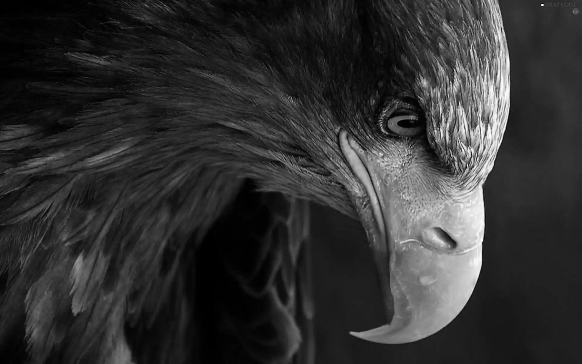Grayscale nose, head, Eagle 2560x1600