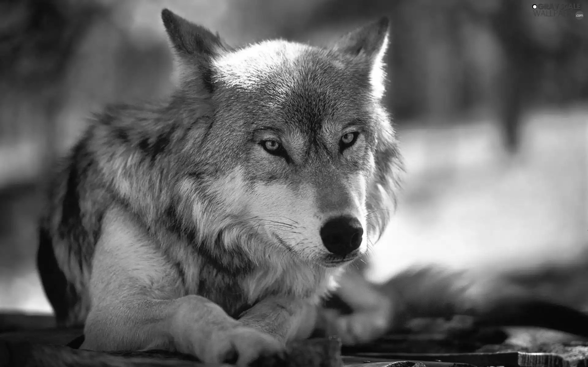 Grayscale Gray, Wolf 1920x1200